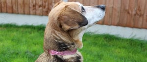 A dog gazes upward, its expression curious and attentive, embodying the bond of companionship in mental health support.