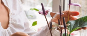 A woman stands by a window, holding a bouquet of purple flowers, contemplating the benefits of houseplants for asthma relief.