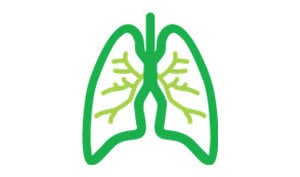 An anatomical depiction of human lungs, emphasizing their role in breathing and gas exchange.